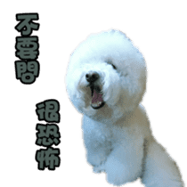 I Love Bichon Frise sticker #14925505