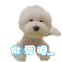 I Love Bichon Frise sticker #14925510