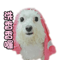 I Love Bichon Frise sticker #14925512