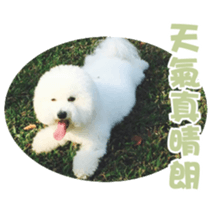 I Love Bichon Frise sticker #14925513