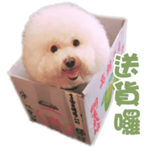 I Love Bichon Frise sticker #14925514