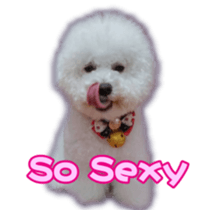 I Love Bichon Frise sticker #14925519