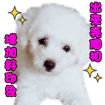 I Love Bichon Frise sticker #14925525