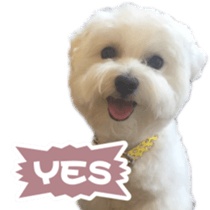 I Love Bichon Frise sticker #14925529