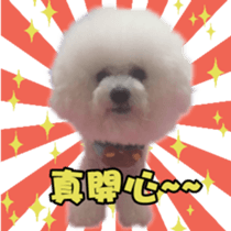 I Love Bichon Frise sticker #14925532