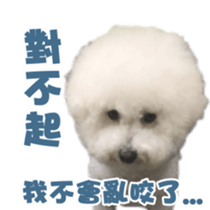 I Love Bichon Frise sticker #14925534