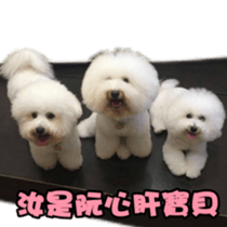 I Love Bichon Frise sticker #14925535