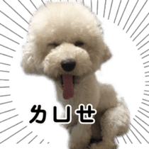 I Love Bichon Frise sticker #14925536