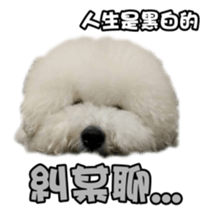 I Love Bichon Frise sticker #14925537
