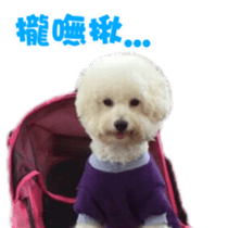 I Love Bichon Frise sticker #14925538