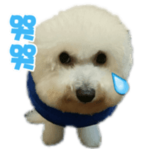 I Love Bichon Frise sticker #14925539