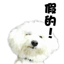 I Love Bichon Frise sticker #14925541