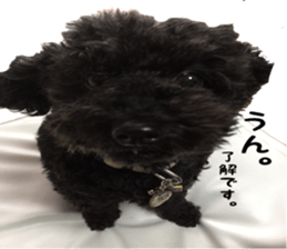 king DOG sticker #14925648