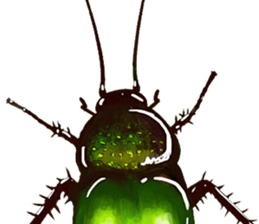 Cockroach In Love sticker #14936767