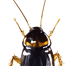 Cockroach In Love sticker #14936768