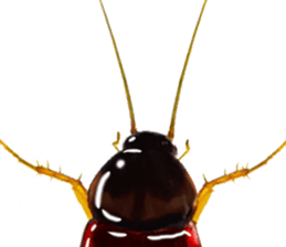 Cockroach In Love sticker #14936769