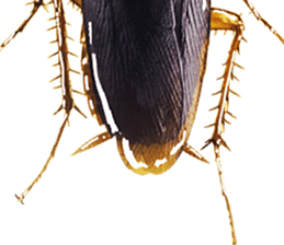 Cockroach In Love sticker #14936772