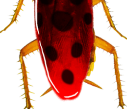 Cockroach In Love sticker #14936773