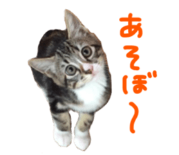 Cute cat,Rio-kun sticker #14939830