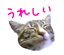 Cute cat,Rio-kun sticker #14939831