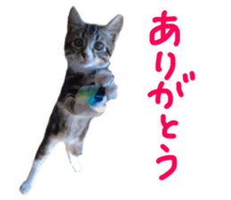 Cute cat,Rio-kun sticker #14939832