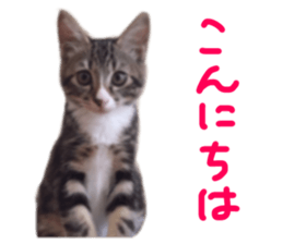 Cute cat,Rio-kun sticker #14939833