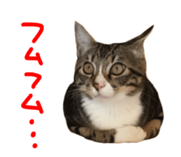 Cute cat,Rio-kun sticker #14939834