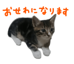 Cute cat,Rio-kun sticker #14939835