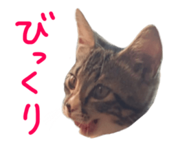 Cute cat,Rio-kun sticker #14939836