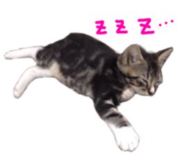 Cute cat,Rio-kun sticker #14939837