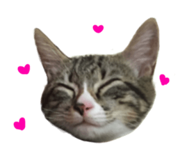 Cute cat,Rio-kun sticker #14939838