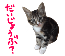 Cute cat,Rio-kun sticker #14939839
