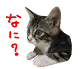 Cute cat,Rio-kun sticker #14939840