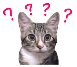 Cute cat,Rio-kun sticker #14939841