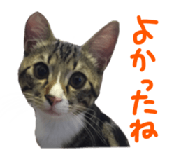 Cute cat,Rio-kun sticker #14939842
