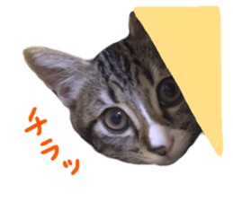 Cute cat,Rio-kun sticker #14939843