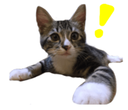 Cute cat,Rio-kun sticker #14939844