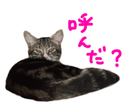 Cute cat,Rio-kun sticker #14939845