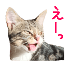 Cute cat,Rio-kun sticker #14939846