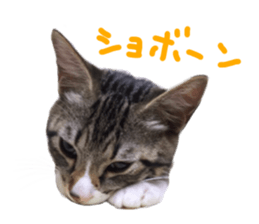 Cute cat,Rio-kun sticker #14939847