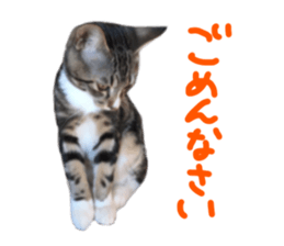Cute cat,Rio-kun sticker #14939848