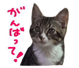 Cute cat,Rio-kun sticker #14939849