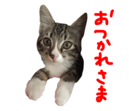 Cute cat,Rio-kun sticker #14939851
