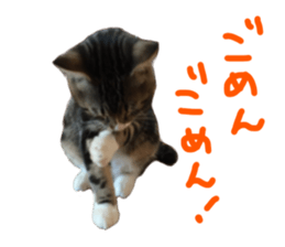 Cute cat,Rio-kun sticker #14939852