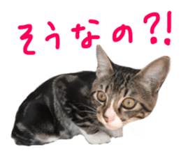 Cute cat,Rio-kun sticker #14939853