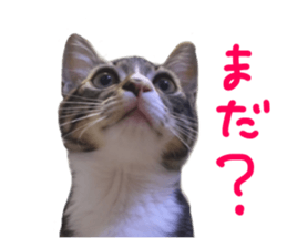 Cute cat,Rio-kun sticker #14939854