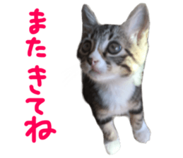 Cute cat,Rio-kun sticker #14939855