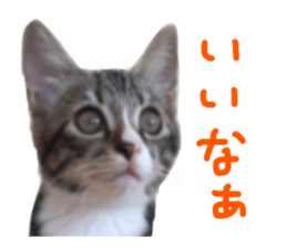 Cute cat,Rio-kun sticker #14939856