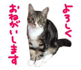 Cute cat,Rio-kun sticker #14939857