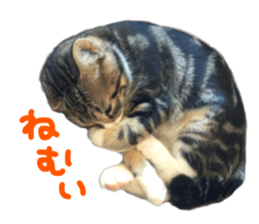 Cute cat,Rio-kun sticker #14939858